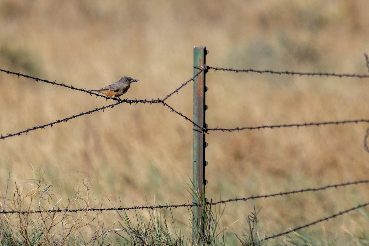Say's Phoebe - ML642412852