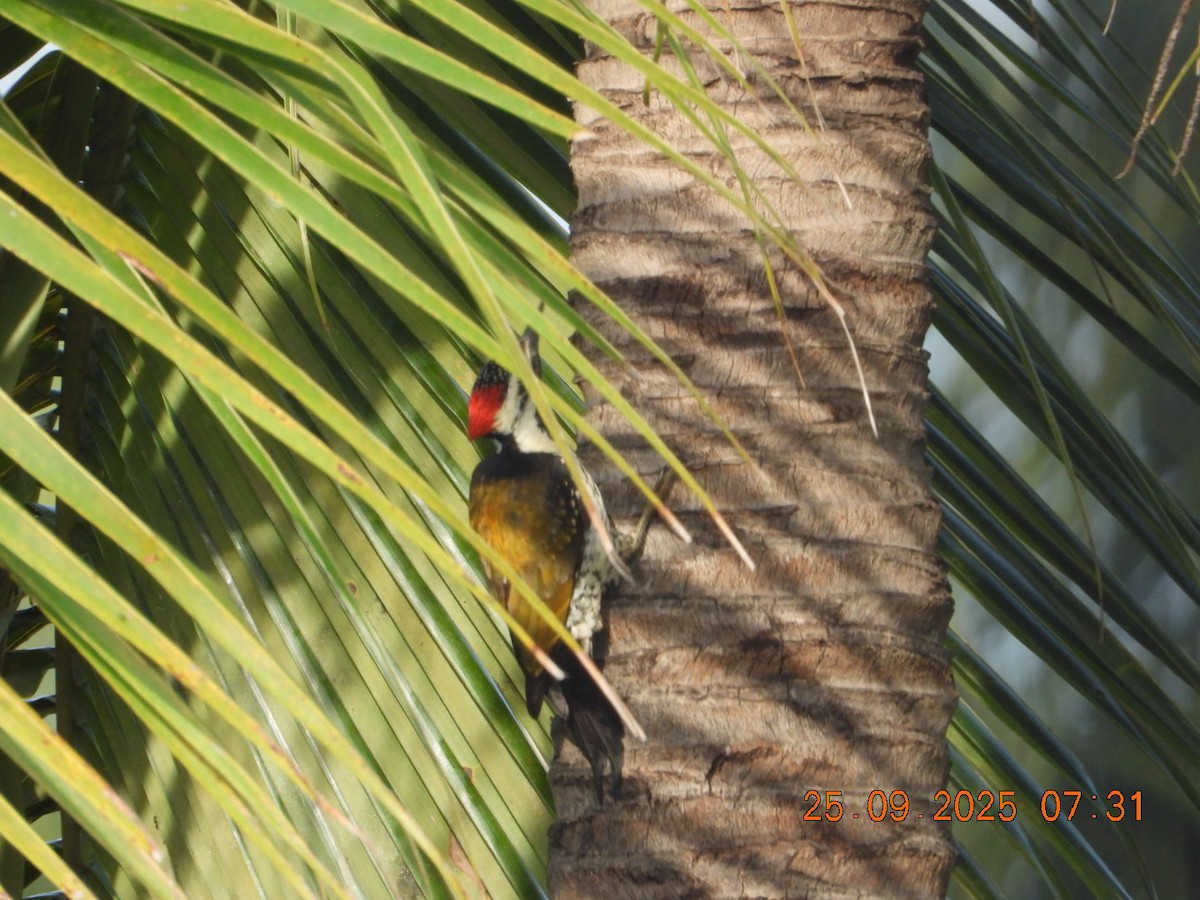 Black-rumped Flameback - ML642412856