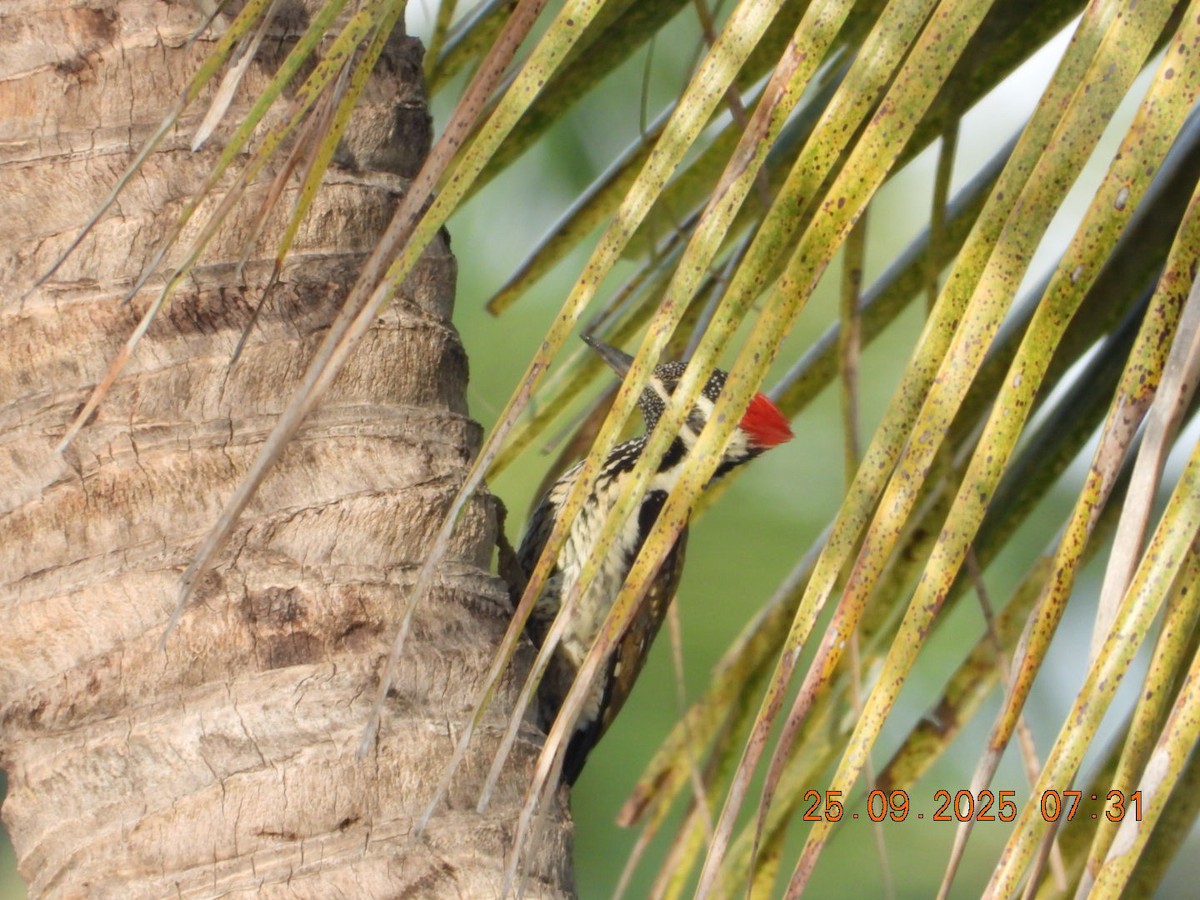 Black-rumped Flameback - ML642412857