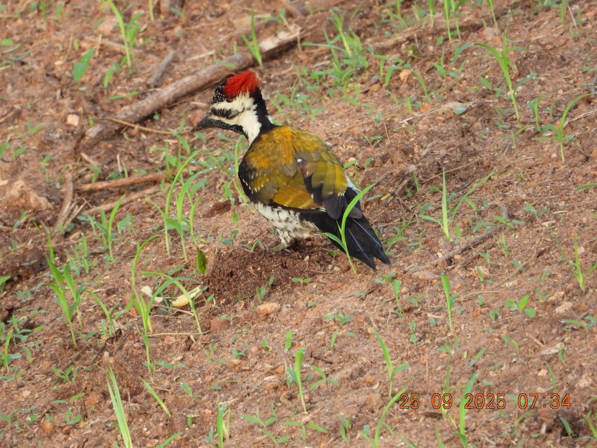 Black-rumped Flameback - ML642412860