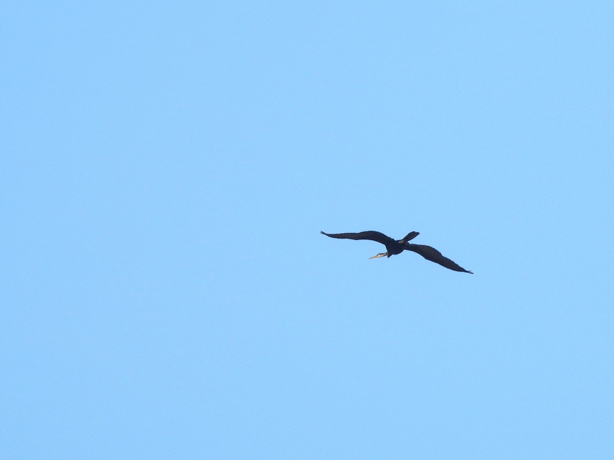 Oriental Darter - ML642412864