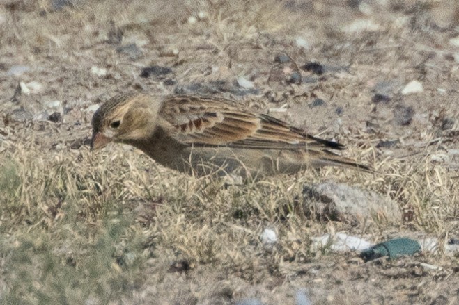 Thick-billed Longspur - ML642412865