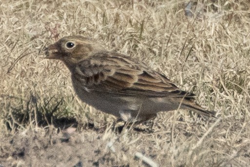 Thick-billed Longspur - ML642412866