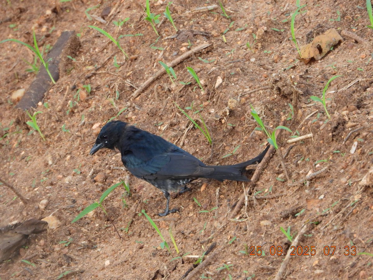 Black Drongo - ML642412876