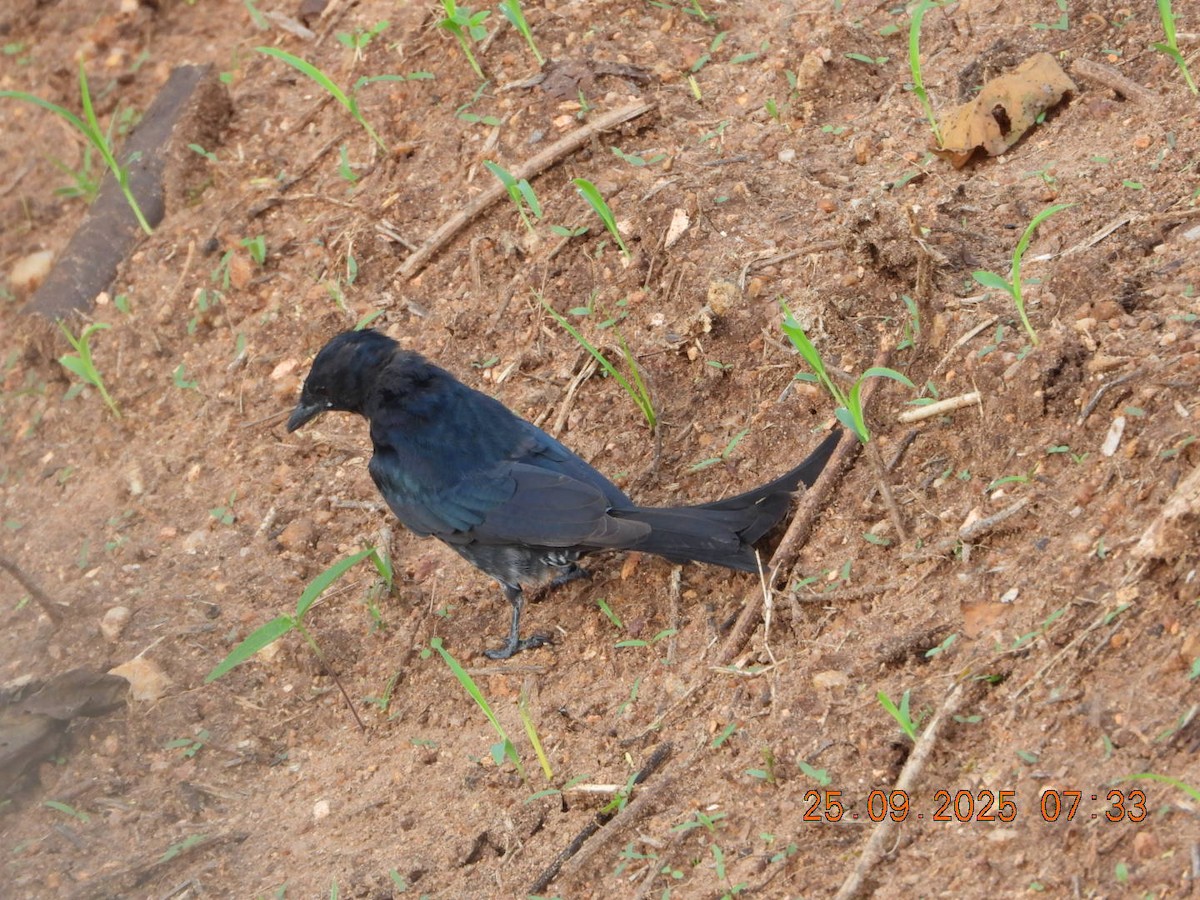 Black Drongo - ML642412877