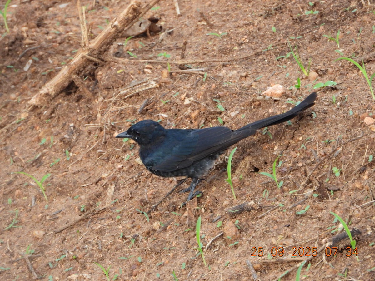 Black Drongo - ML642412878
