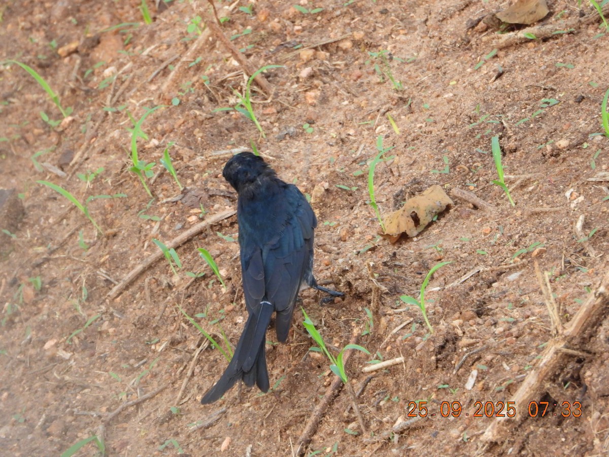 Black Drongo - ML642412879
