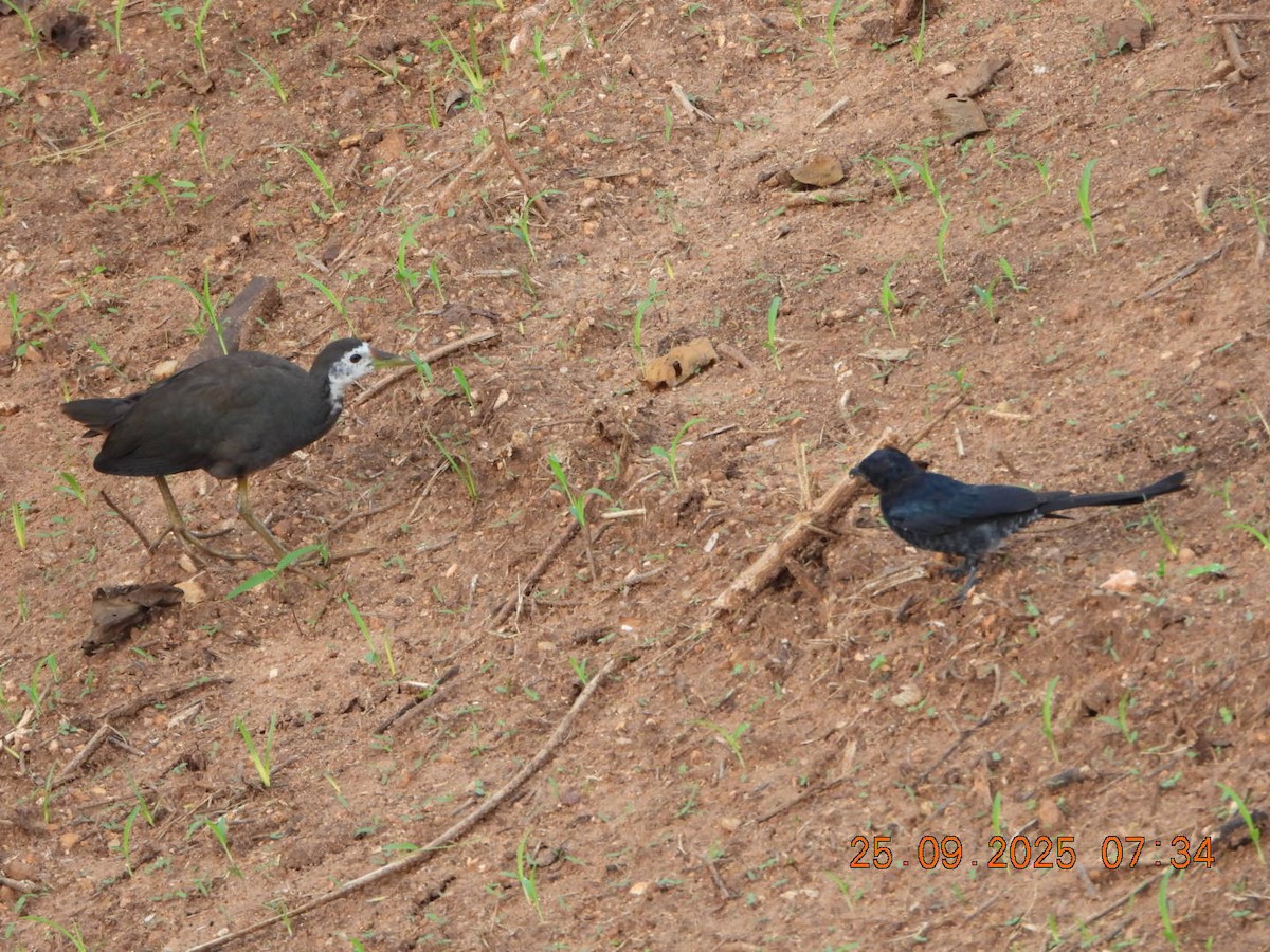 Black Drongo - ML642412880