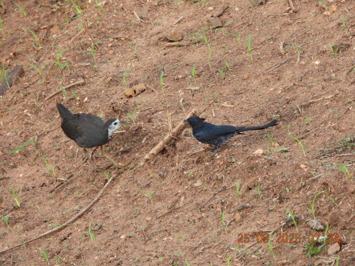 Black Drongo - ML642412881
