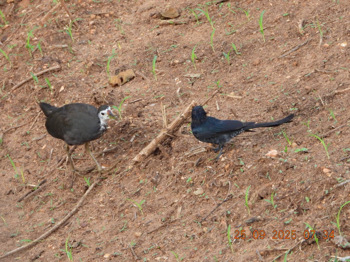 Black Drongo - ML642412882