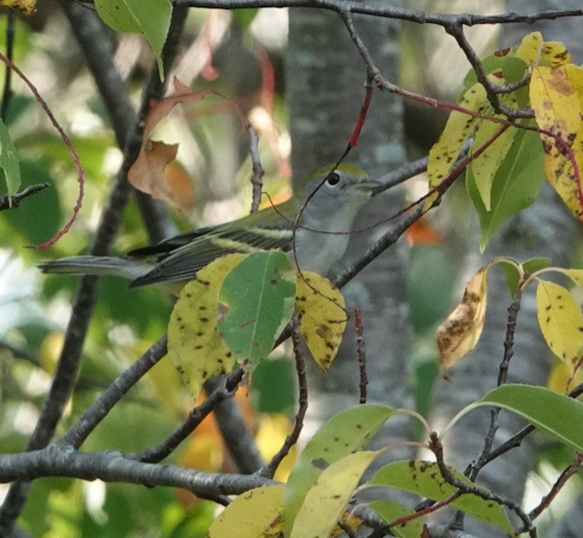 Chestnut-sided Warbler - ML642412884