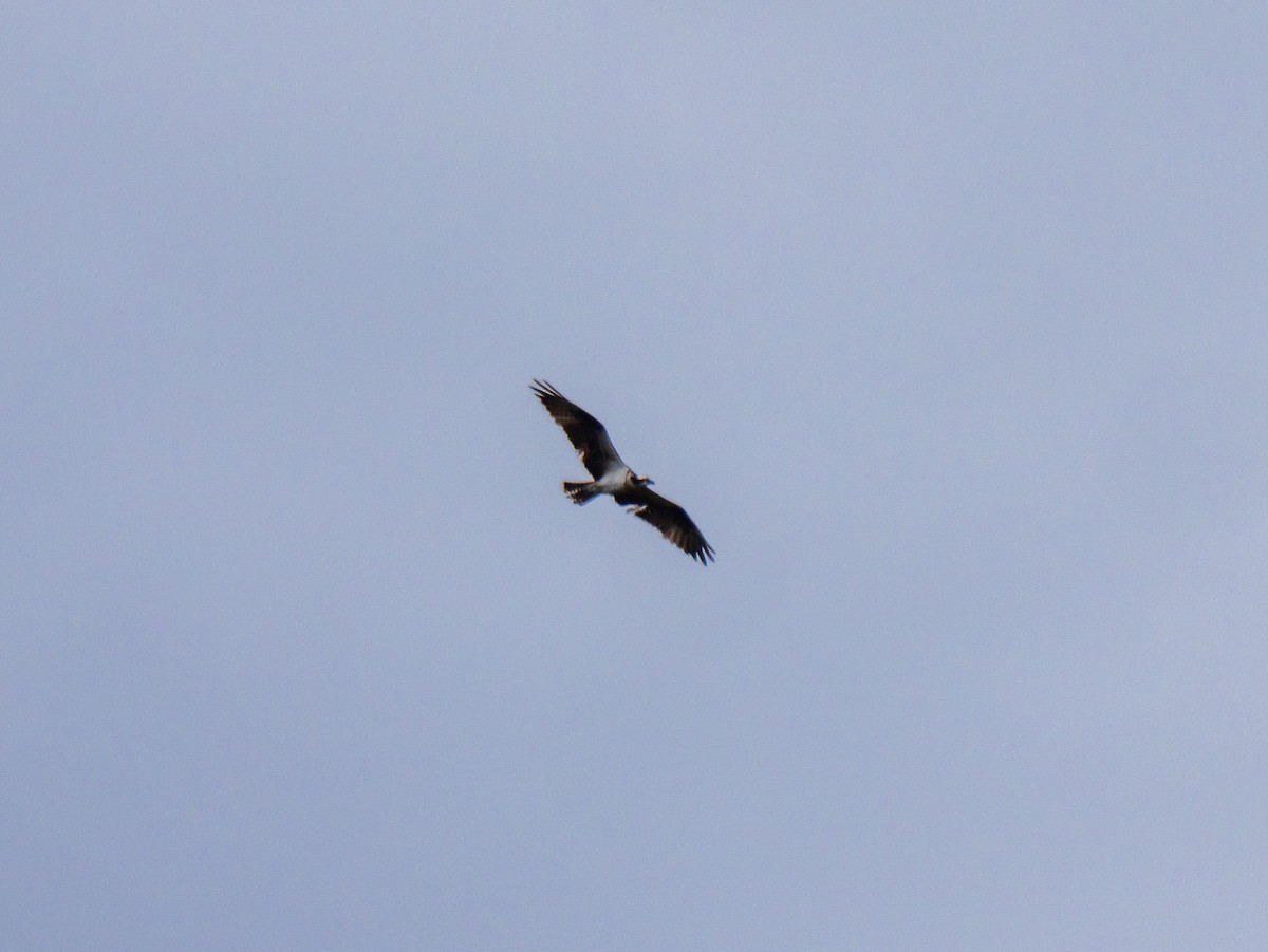 Osprey - ML642412890