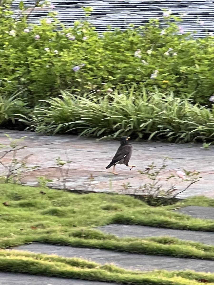 Common Myna - ML642412895