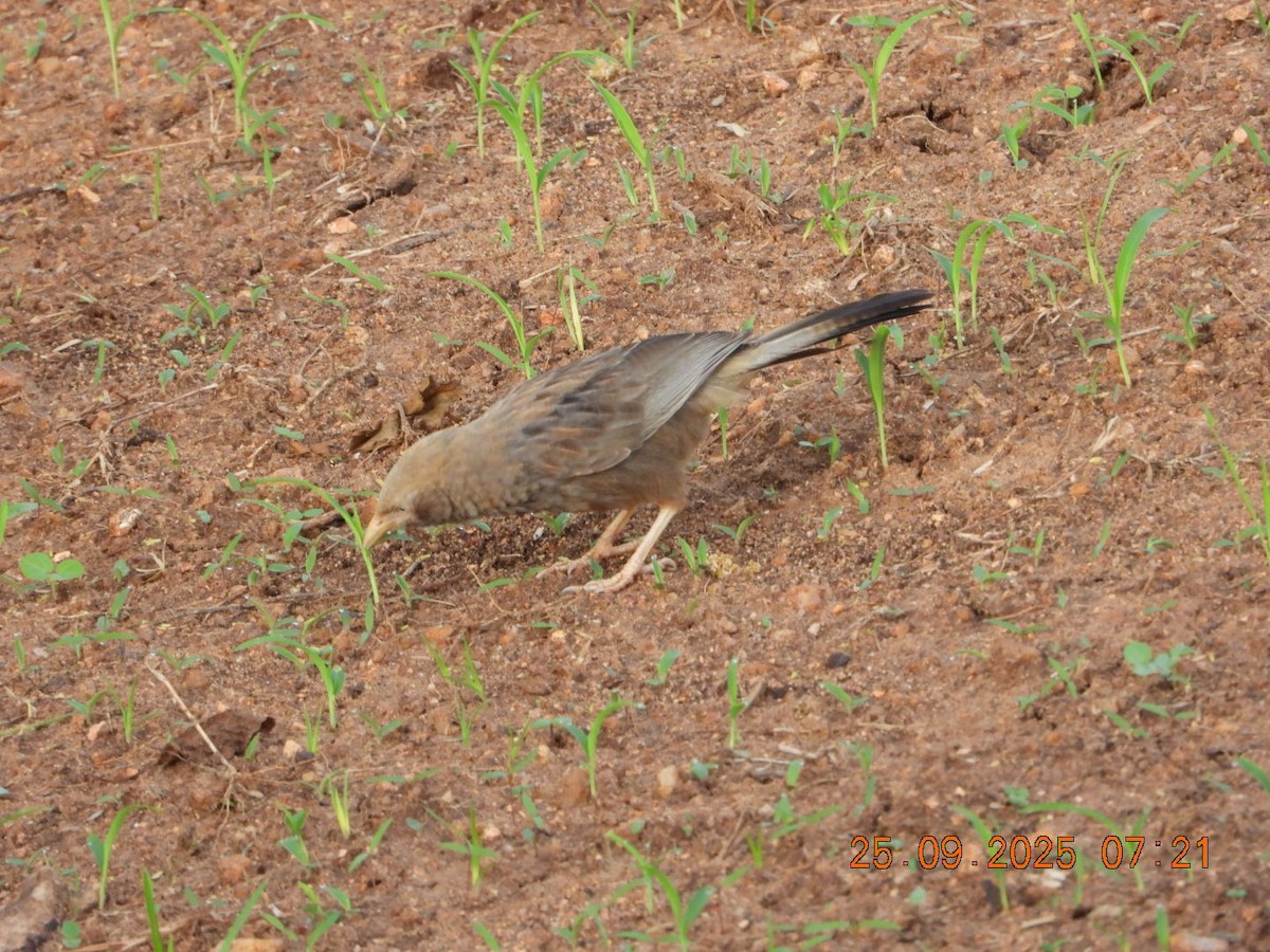 Yellow-billed Babbler - ML642412904