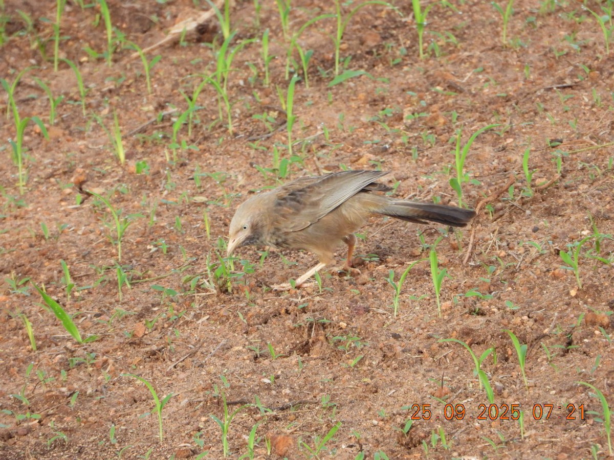 Yellow-billed Babbler - ML642412905
