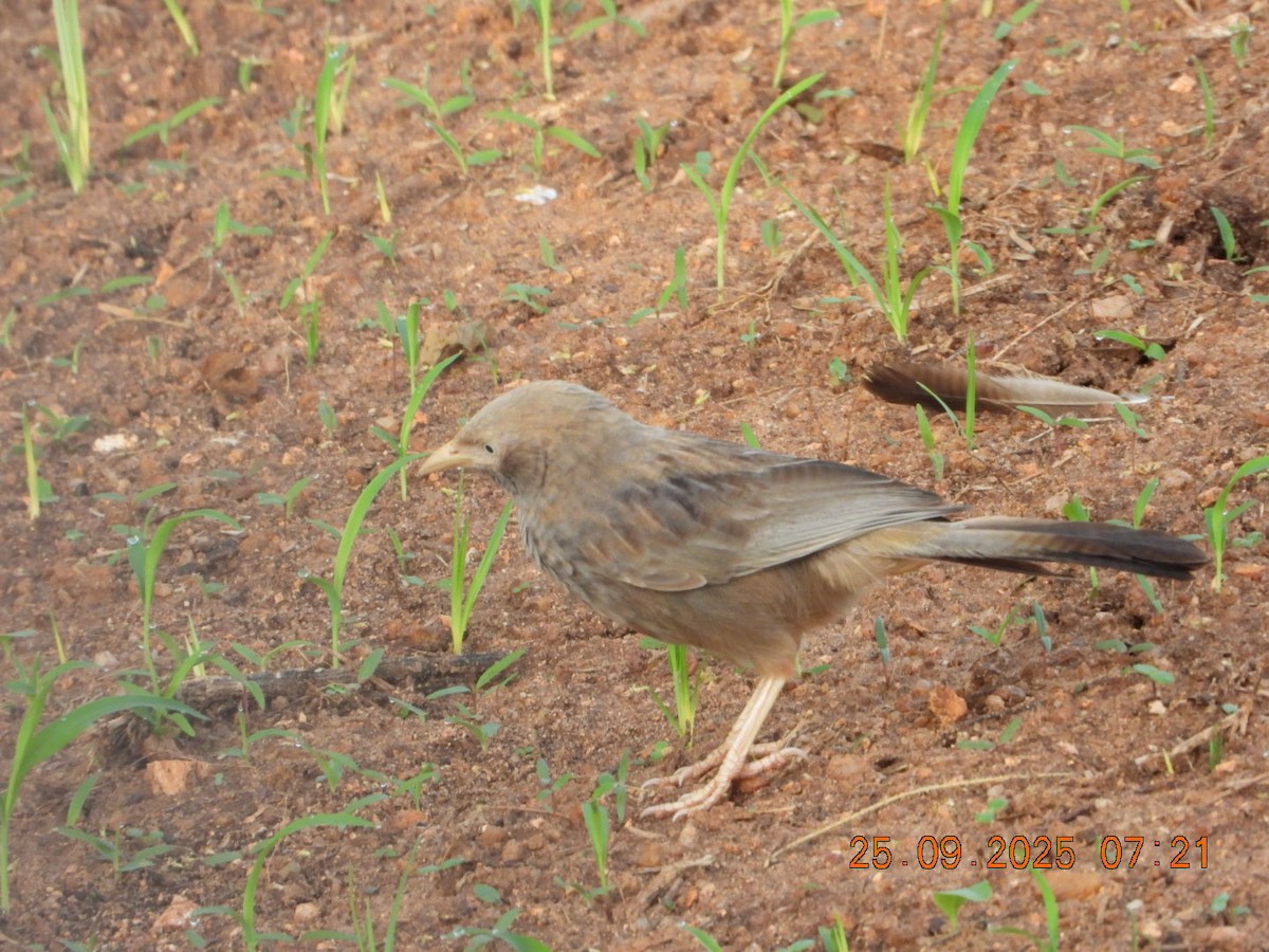 Yellow-billed Babbler - ML642412906