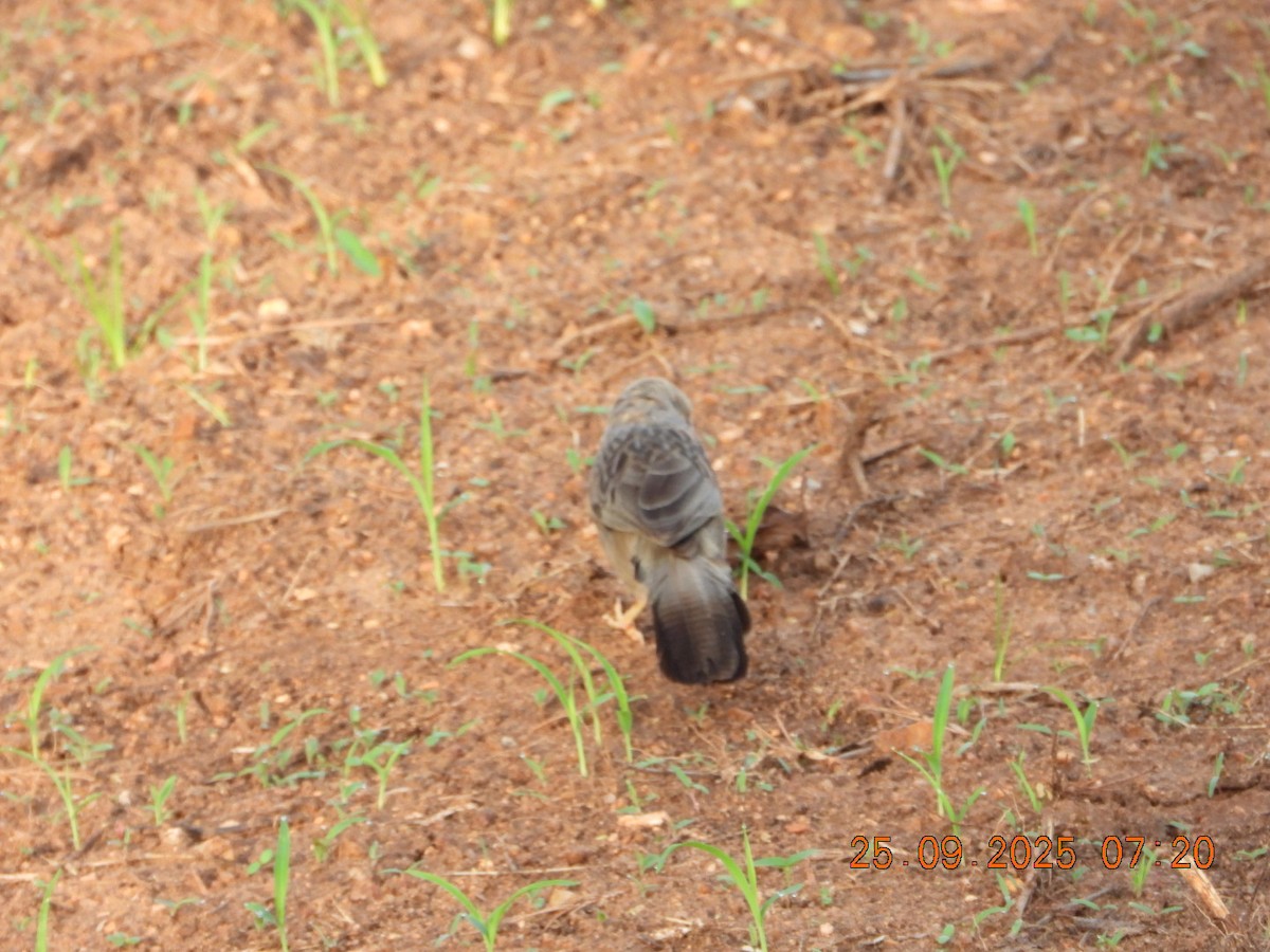 Yellow-billed Babbler - ML642412907