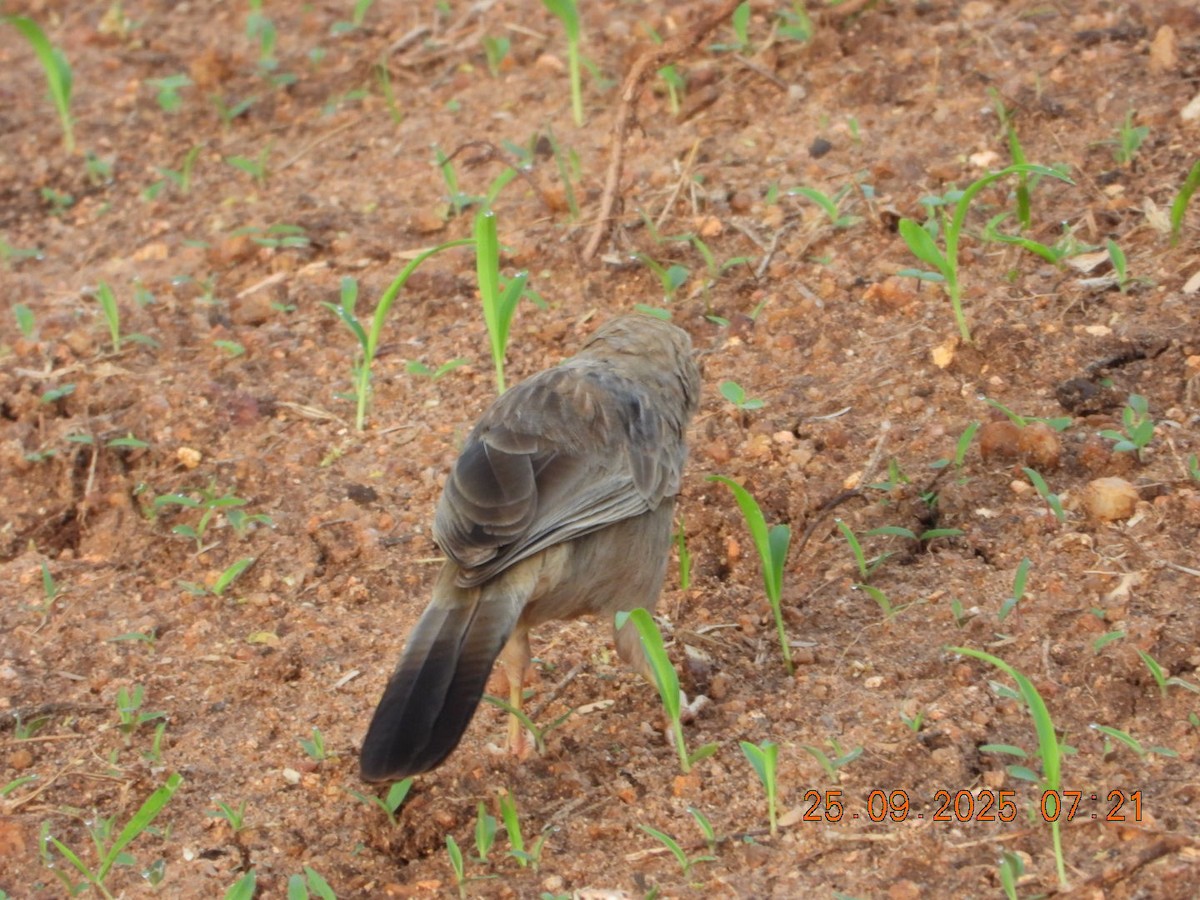 Yellow-billed Babbler - ML642412908