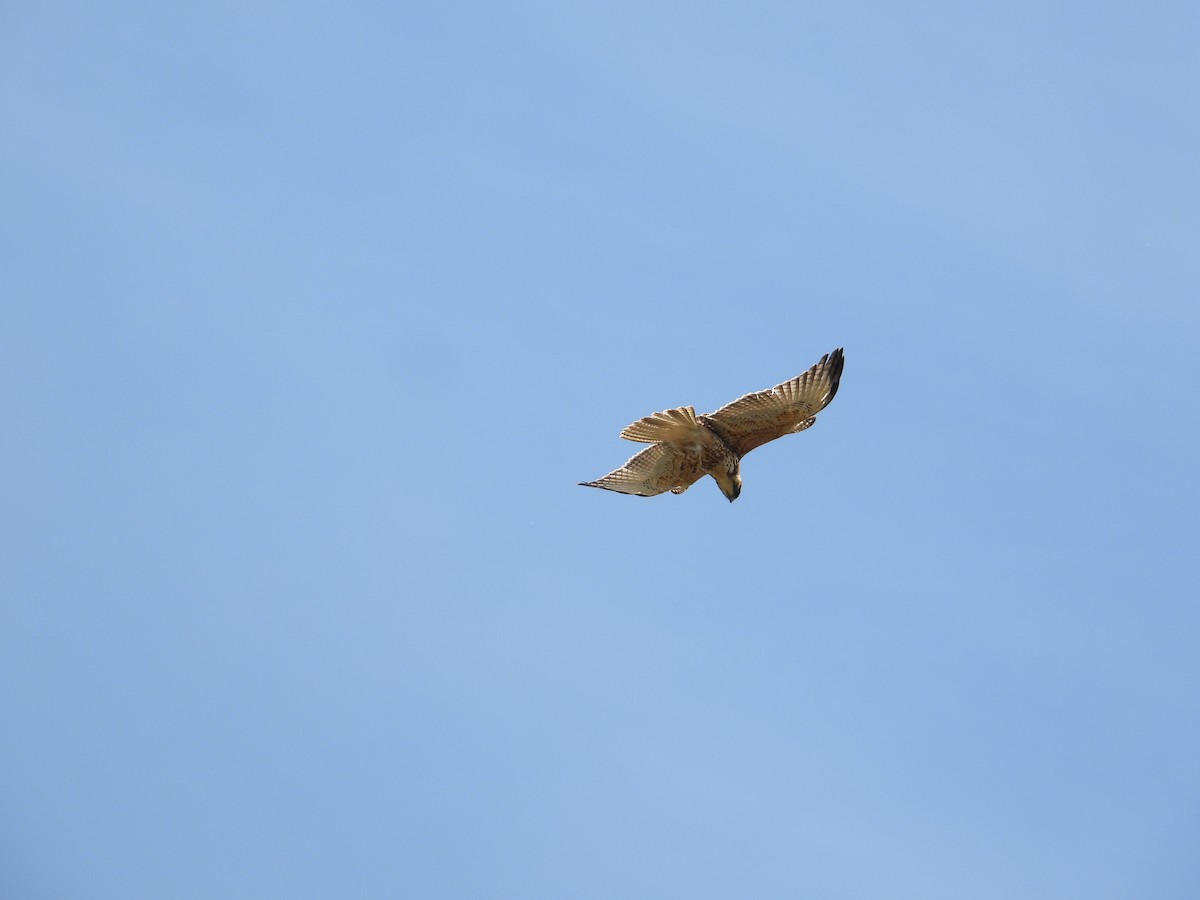 White-throated Hawk - ML642412927