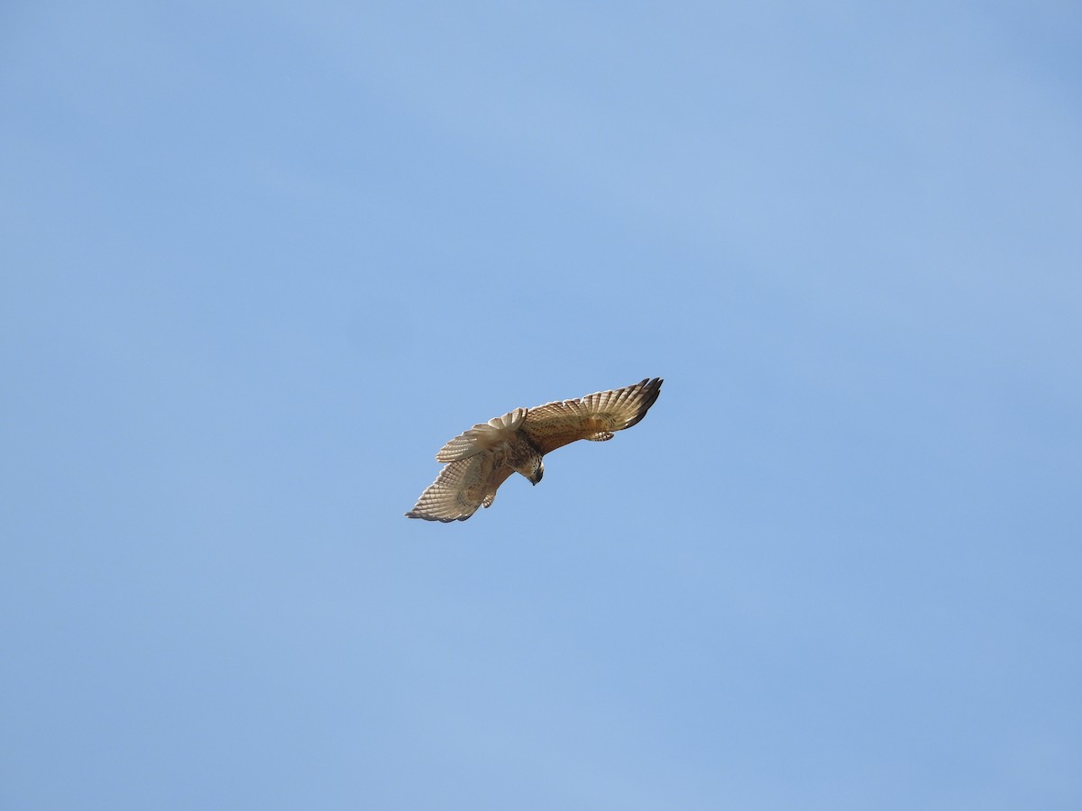 White-throated Hawk - ML642412928