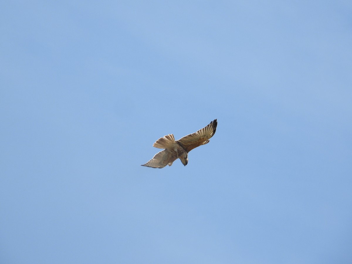 White-throated Hawk - ML642412932
