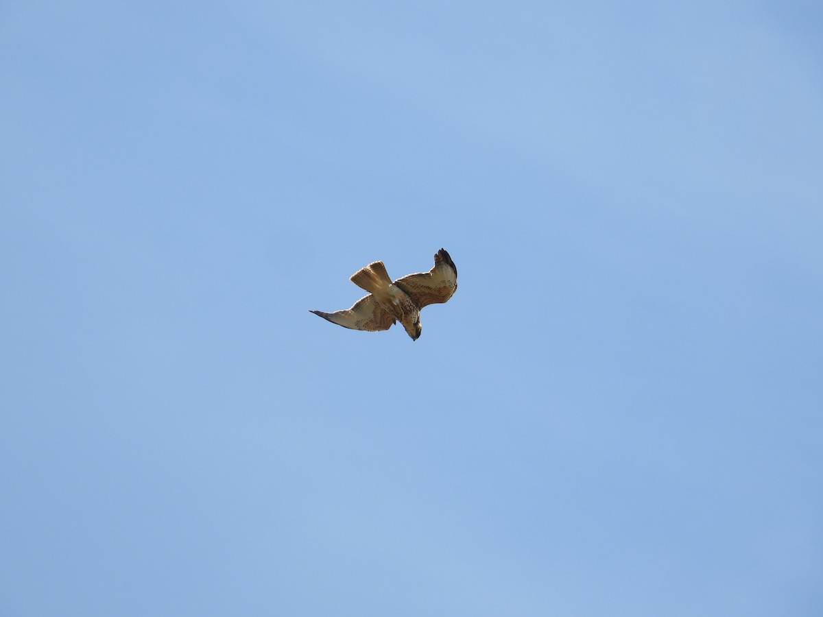 White-throated Hawk - ML642412933