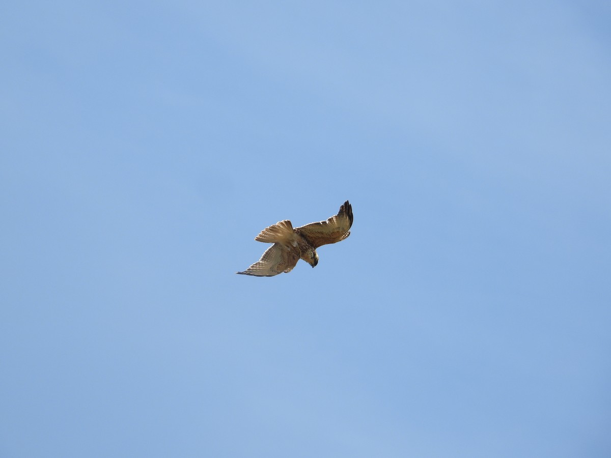 White-throated Hawk - ML642412934