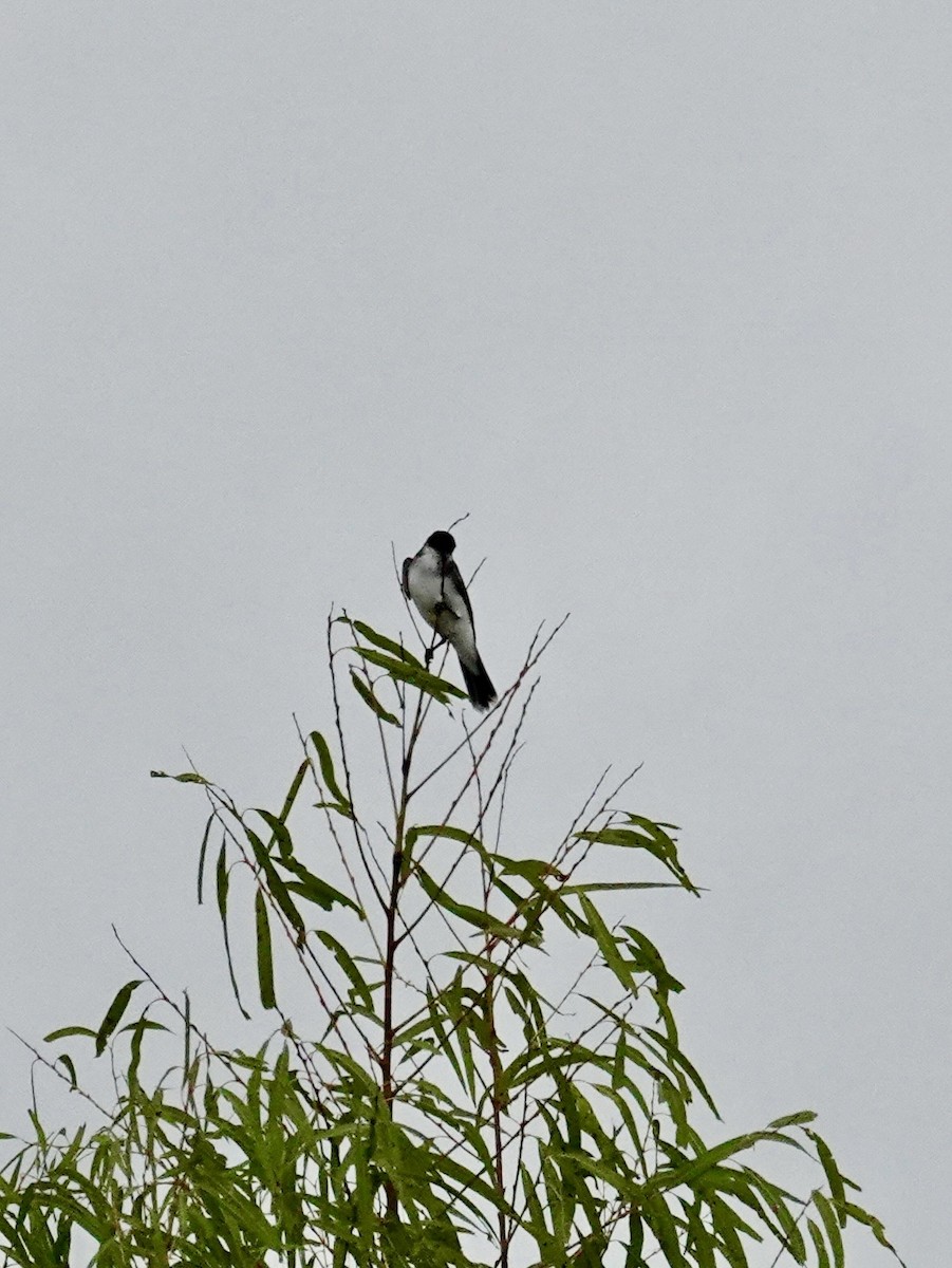 Eastern Kingbird - ML642412943