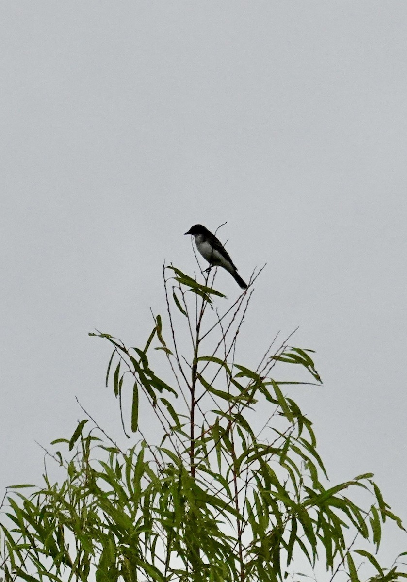 Eastern Kingbird - ML642412944