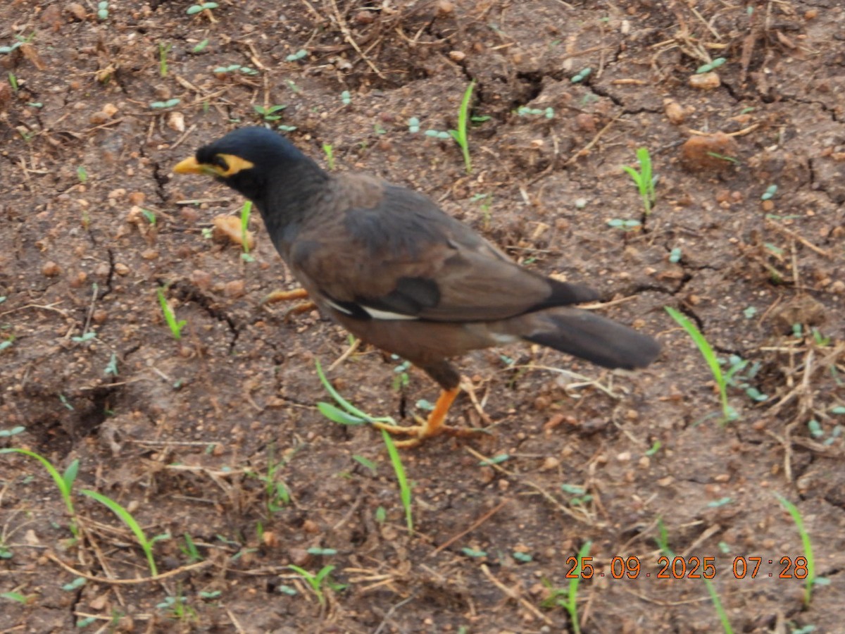 Common Myna - ML642412960