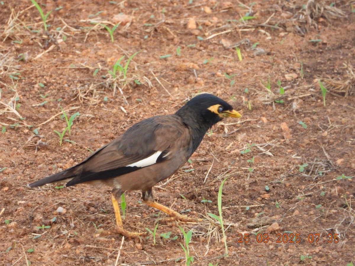 Common Myna - ML642412962