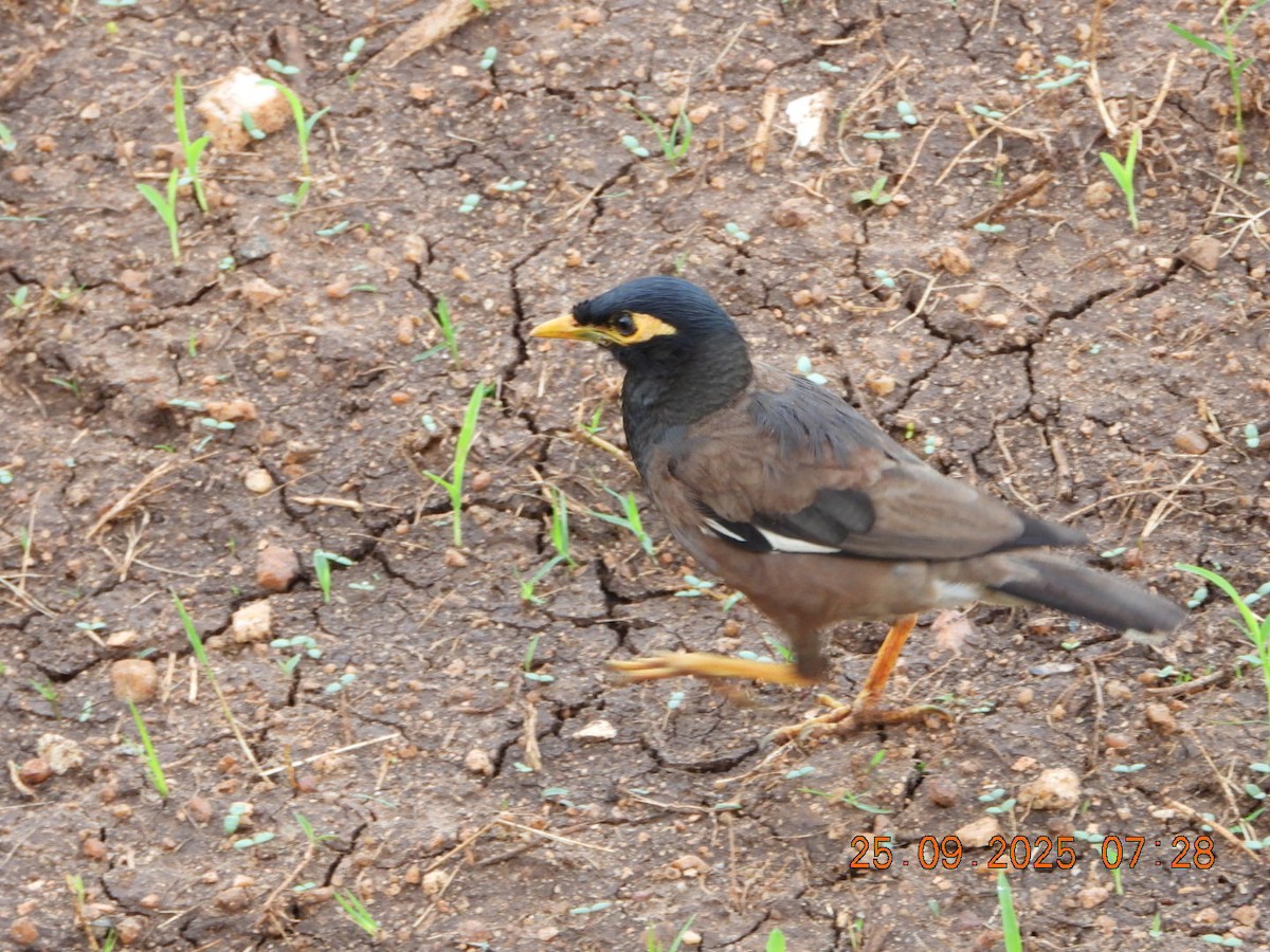 Common Myna - ML642412963