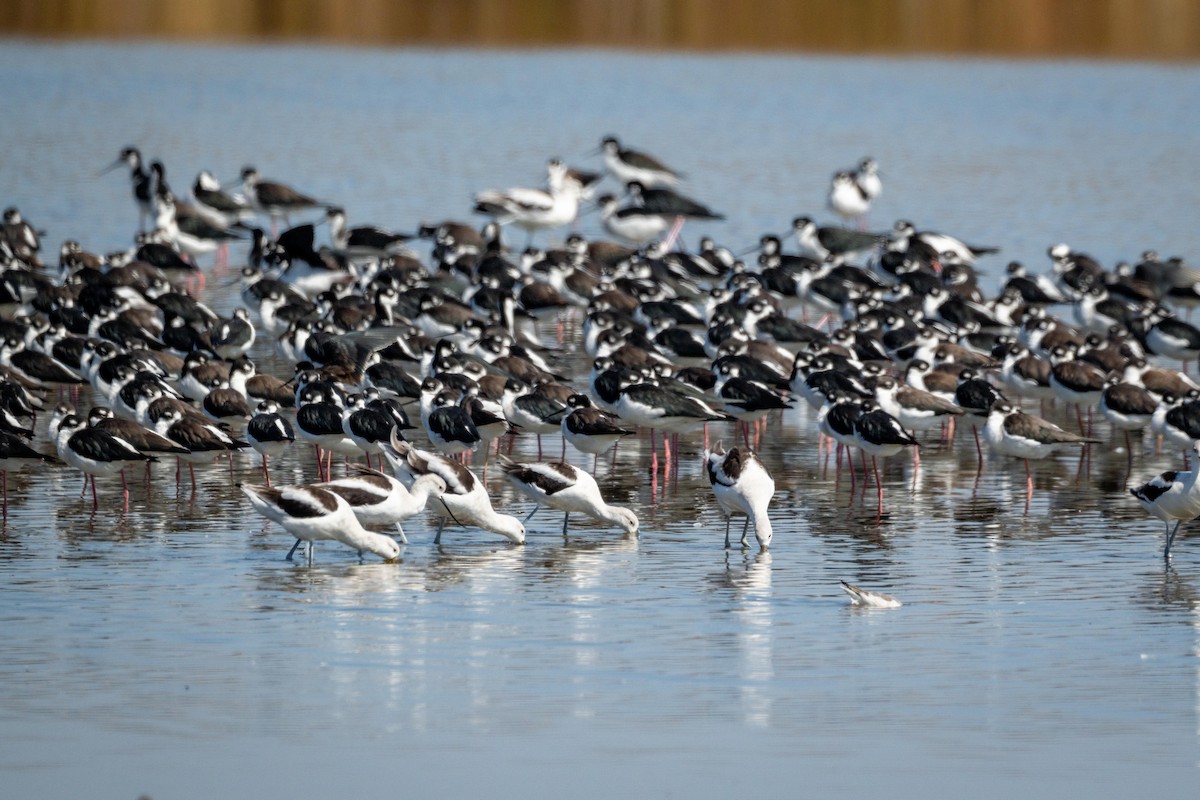 American Avocet - ML642412968