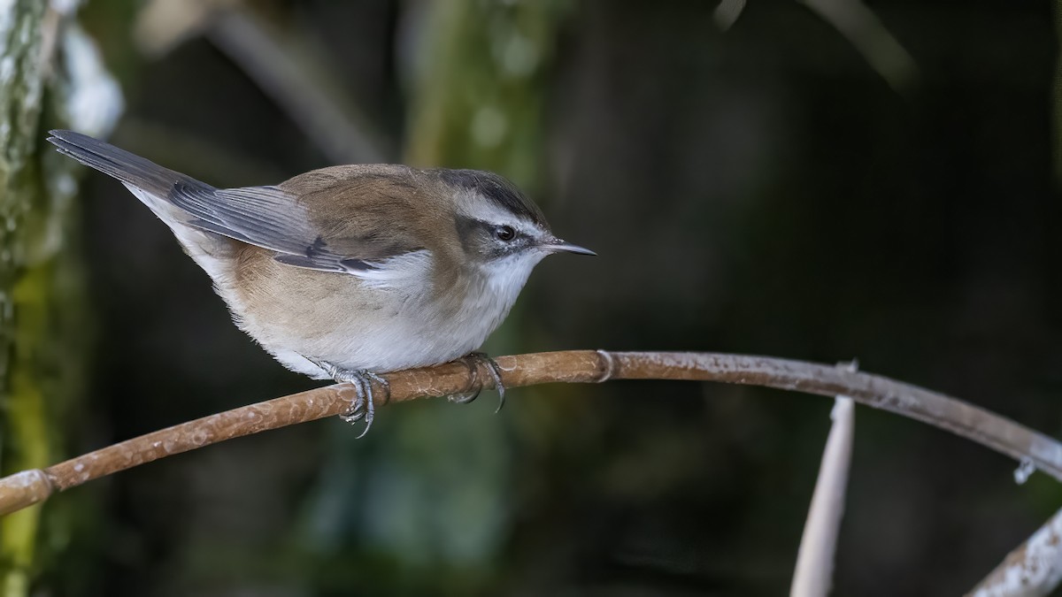 Moustached Warbler - ML642412969