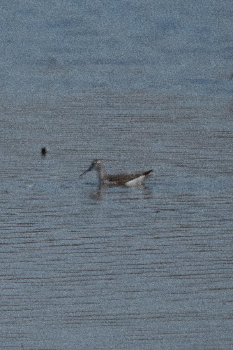 Wilson's Phalarope - ML642412971
