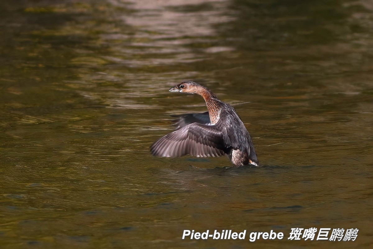 Pied-billed Grebe - ML642412997