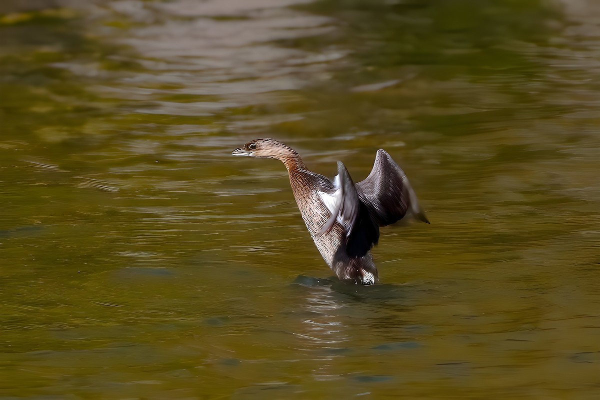 Pied-billed Grebe - ML642412998
