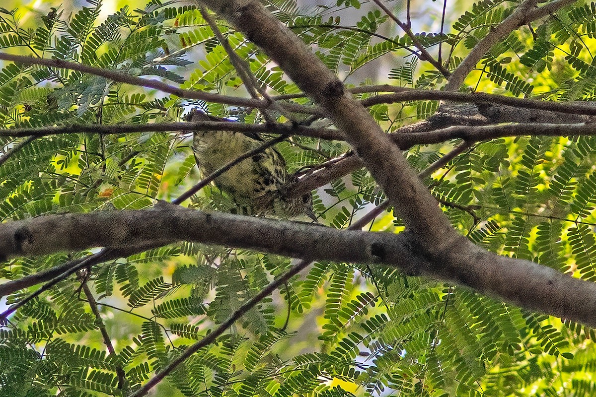 Sharpbill - ML642413000