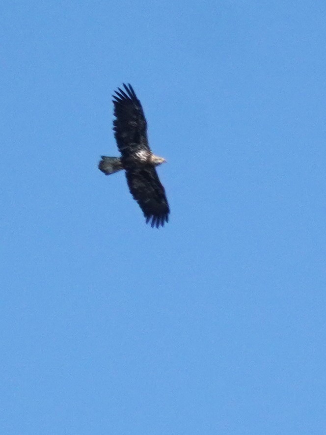 Bald Eagle - ML642413002
