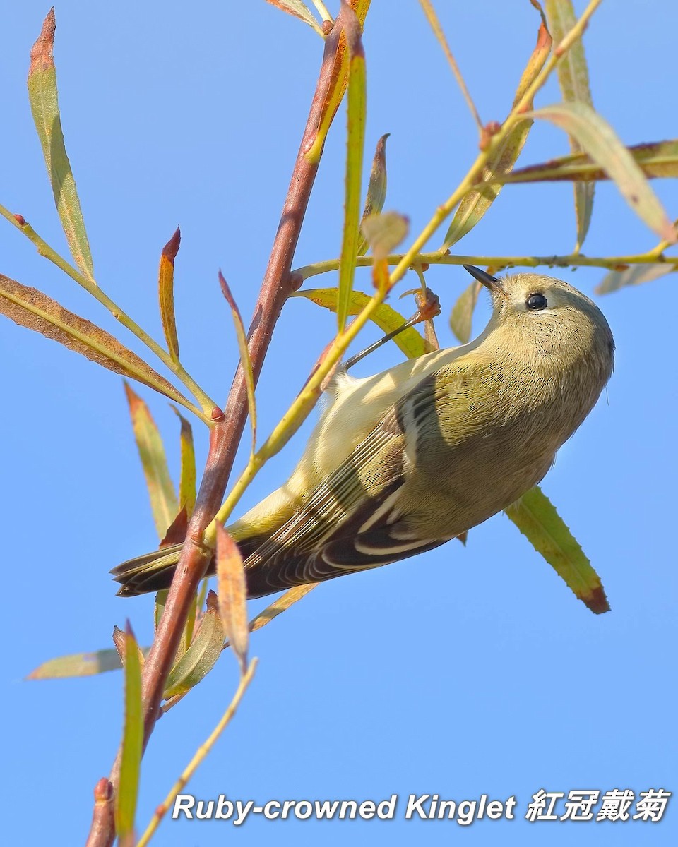 Ruby-crowned Kinglet - ML642413017