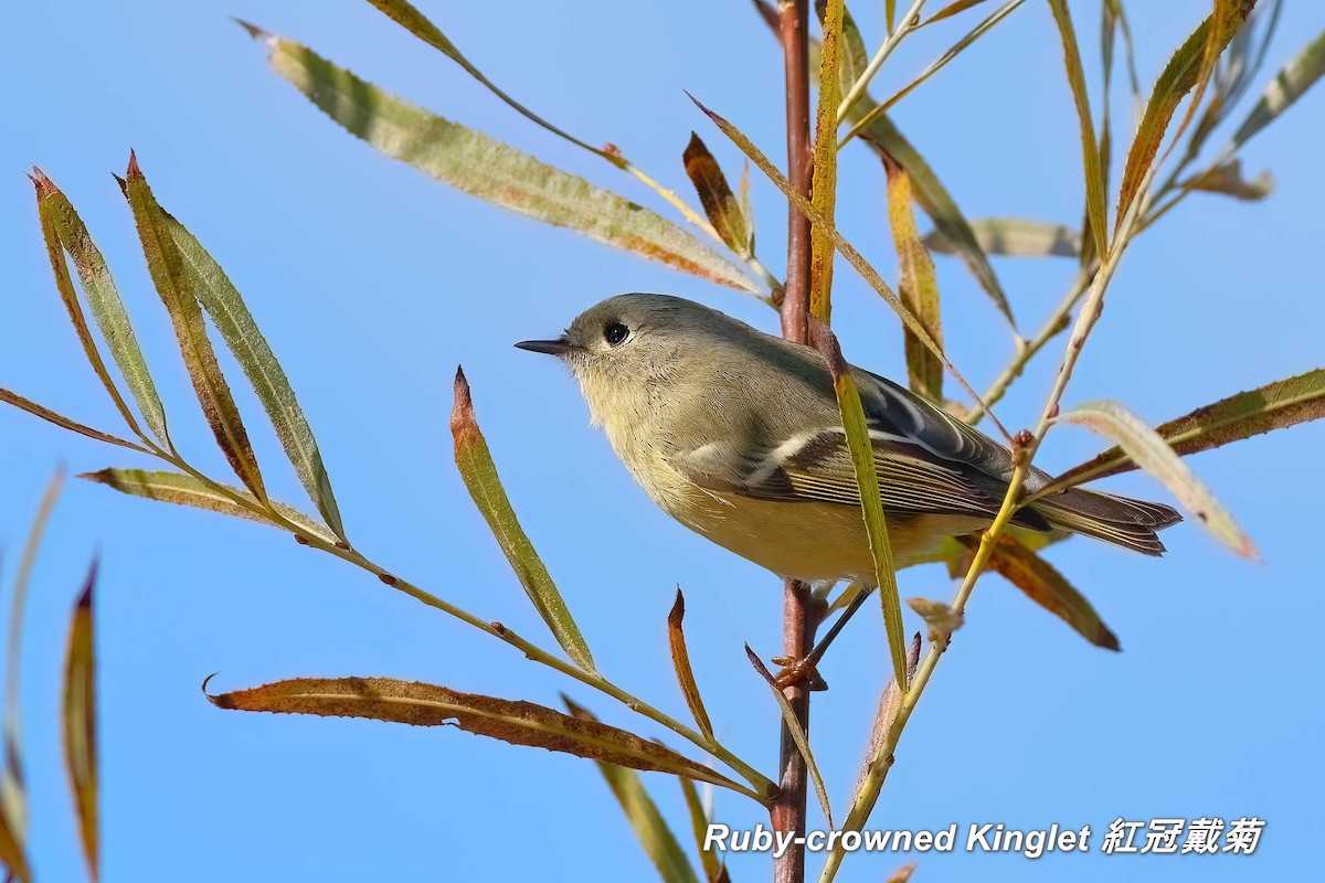 Ruby-crowned Kinglet - ML642413019