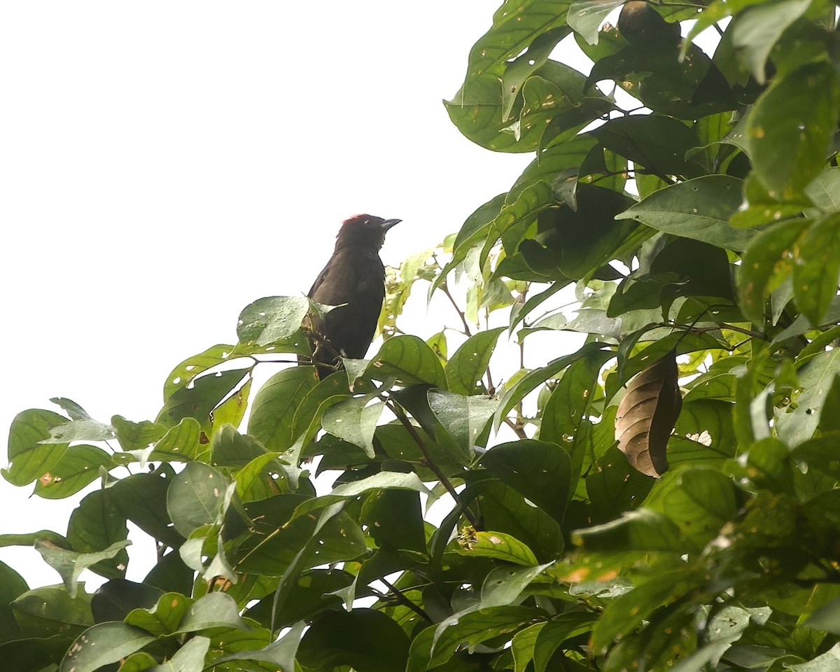 Flame-crested Tanager - ML642413021