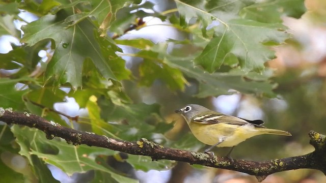 eremittvireo - ML642413022