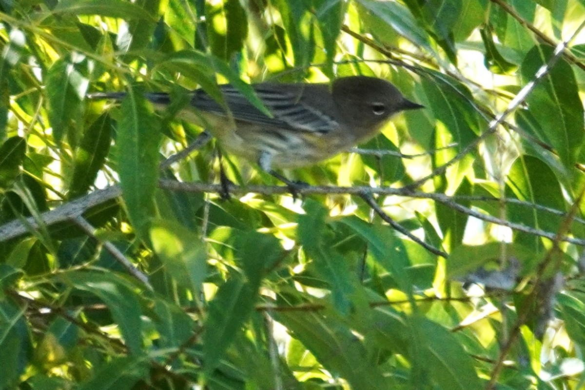 Yellow-rumped Warbler - ML642413026