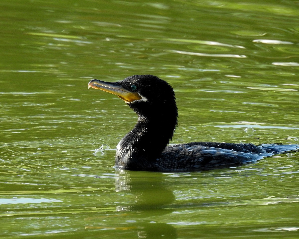 Neotropic Cormorant - ML642413028