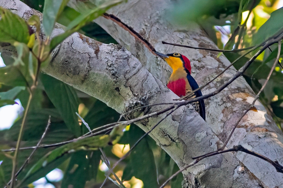 Yellow-fronted Woodpecker - ML642413031