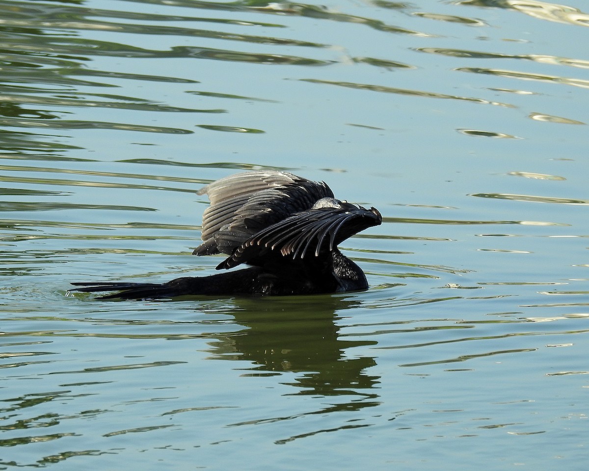 Neotropic Cormorant - ML642413034
