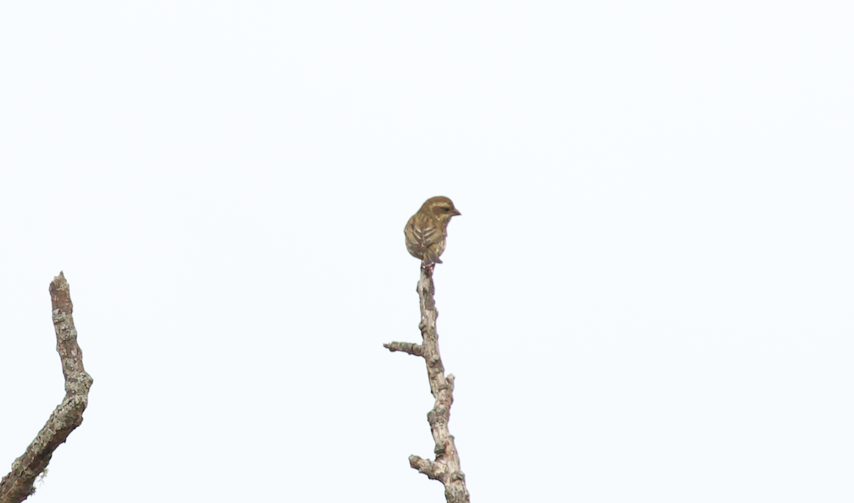 Purple Finch (Western) - ML642413039