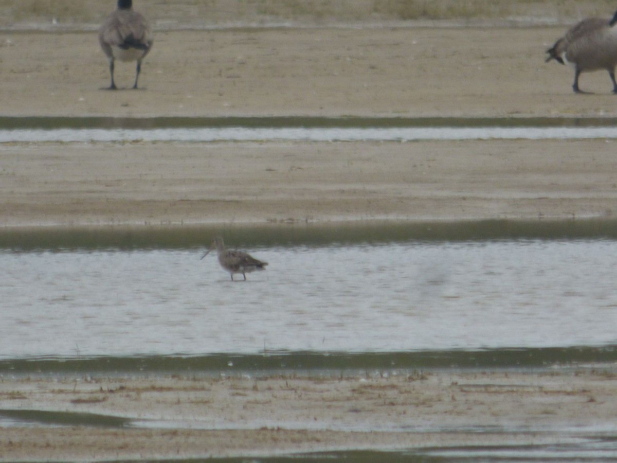 Hudsonian Godwit - ML642413040