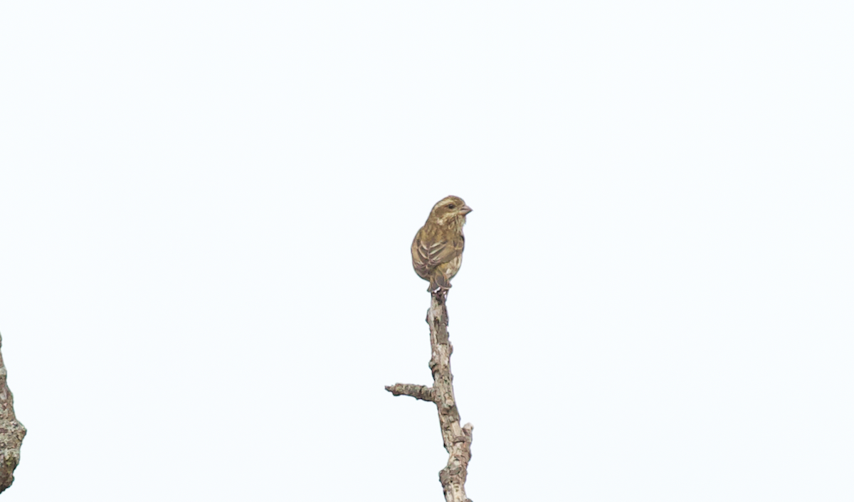 Purple Finch (Western) - ML642413041